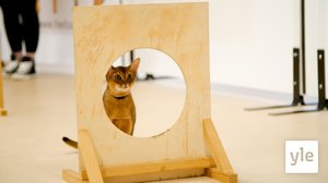 Kissa-agility kiinnostaa Koivua: 18.10.2021 00.01