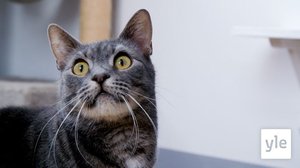 Löytökissa Viima arastelee uudessa kodissa: 18.10.2021 00.01