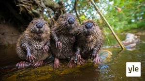 Pohjoinen: 18.10.2021 06.00