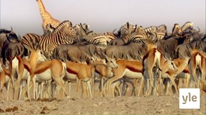 Villin luonnon äänet: 20.10.2021 06.00