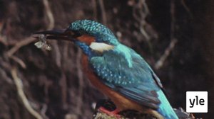 Väritelevision ihmemaailma: 22.10.2021 06.00