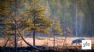 Susihavaintojen määrä räjähti Lapissa - seuraukset näkyvät porotaloudessa: 22.10.2021 11.28