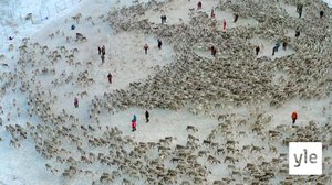 Poroerotus Suorvassa: 27.10.2021 06.00