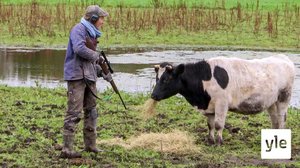 Näkemiin lehmä, tervetuloa täysi pakastin: 27.10.2021 17.25