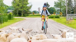 Pelastetaan Calico (S): 01.11.2021 06.00