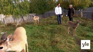 Markku Harju auttaa luonnonvaraisia eläimiä: 04.11.2021 00.01