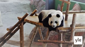 Ähtärin pandoja uhkaa palautus Kiinaan: 08.11.2021 10.32