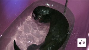 Kycklingar (S): 15.11.2021 00.01