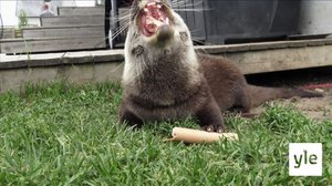 Sommar i trädgården (S): 15.11.2021 00.01