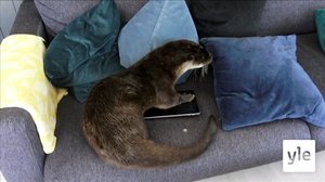 Hungrig och törstig (S): 15.11.2021 00.01