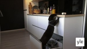 Höns och ägg (S): 15.11.2021 00.01