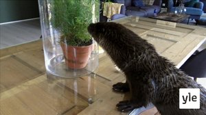 Bergsvandring (S): 15.11.2021 00.01