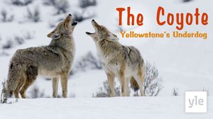 Avara luonto: Yellowstonen kojootit: 15.11.2021 06.00