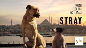 Istanbulin koirat: 16.11.2021 06.00