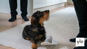 Korona-ajan eristyneisyys näkyy koiranpentujen käytöksessä: 16.11.2021 12.30