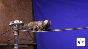 Sinisen taustan taikaa: 24.11.2021 06.00