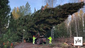 Turun tuomiokirkon joulukuusi haetaan Säkylästä asti: 24.11.2021 10.15