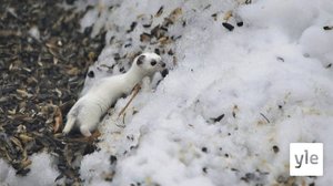 Metsän eläimet levittäytyvät vuosi vuodelta enemmän kaupunkeihin: 29.11.2021 10.37