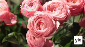 Kuka on vuoden hämäläinen? Seuraa julkistusta suorassa lähetyksessä: 02.12.2021 14.44