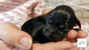 PENTULIVE - Pentujen ensimmäinen viikko (S): 03.12.2021 12.22