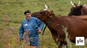 Timo ja kylän viimeiset lehmät: 04.12.2021 10.00