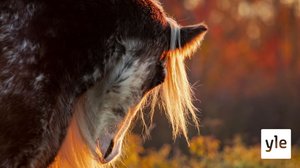 Ratsastuksen maailma: 11.12.2021 12.30