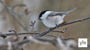 Varpusestakin on tullut erittäin uhanalainen ja hömötiaiset ovat lähes kadonneet – mitä lintuja talviruokintapaikalla nykyään näkyy?: 13.12.2021 12.11