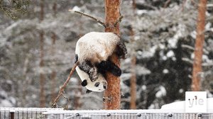 Ähtärin eläinpuisto perustaa pandoille säätiön, lahjoituksilla selvitään pahimman yli : 14.12.2021 15.18