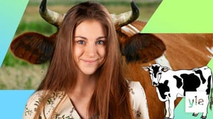 Pottränade kossor betyder mindre giftiga utsläpp i naturen (S): 15.12.2021 00.01