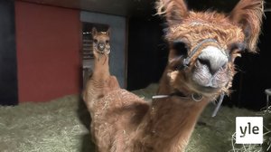 Kuopion eläinpuiston joulu houkuttelee lähimatkailijoita: 16.12.2021 15.28