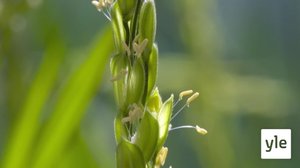 Kasvien aikaviivekuvausta: 17.12.2021 06.00