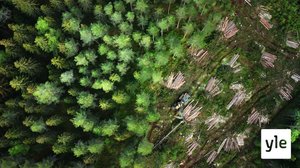 Metsien kasvu Suomessa on kääntynyt laskuun: 17.12.2021 10.14