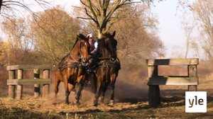 Ratsastuksen maailma: 19.12.2021 10.00