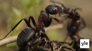 Muurahaiset (S): 19.12.2021 18.56