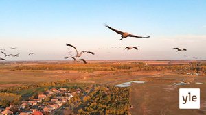 Kurjenpojan pitkä matka: 20.12.2021 00.01