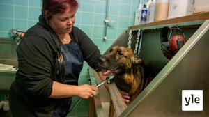 Minna Koso pesee koiria ja pyytää palkaksi ruokasäkkejä löytökissoille: 21.12.2021 10.49