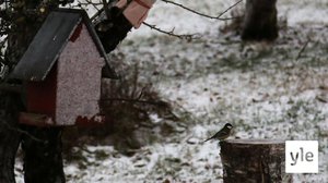 Ylen lintulautalive on ikkuna saaristopihan ruokintapaikalle: 26.12.2021 16.00