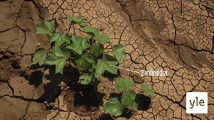 Puuvilla: 28.12.2021 06.00