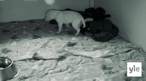 PENTULIVE - pentujen viides viikko (S): 31.12.2021 13.42