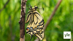 Viisas eläin: 01.01.2022 00.01