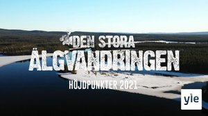 Suuri hirvivaellus - parhaat palat: 02.01.2022 06.00