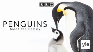 Avara luonto: Pingviinien elämää: 03.01.2022 06.00