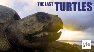 Viimeiset kilpikonnat: 03.01.2022 06.00