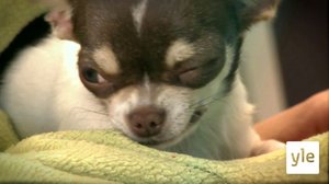 Kalle-marsu: 06.01.2022 17.25