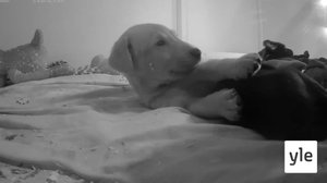 PENTULIVE - Pentujen kuudes viikko (S): 07.01.2022 12.30