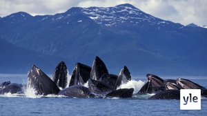 Tekniset nerot: 10.01.2022 06.00