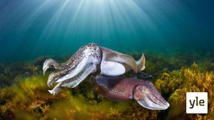 Huijarit: 10.01.2022 06.00