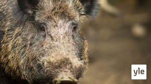 Nälkäiset villisiat tulivat ruoan perässä Barcelonan kaduille: 10.01.2022 11.56