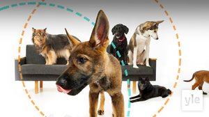 Pentulive: Ymmärrä koiraasi paremmin – kysy asiantuntijoilta: 10.01.2022 20.15