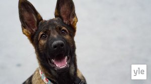 Pentusisarukset Elvi ja Piki: 11.01.2022 00.01